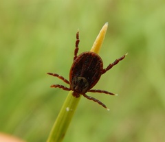 Dermacentor reticulatus