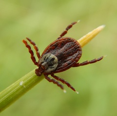 Dermacentor reticulatus