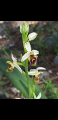 Ophrys bornmuelleri