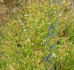 Erigeron canadensis
