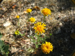 Chaenactis glabriuscula glabriuscula