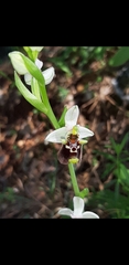 Ophrys bornmuelleri