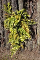 Blechnum novae-zelandiae