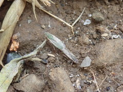 Agraphopus lethierryi