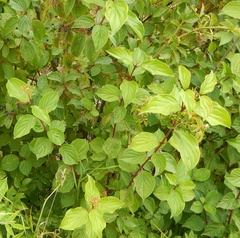 Cornus sanguinea