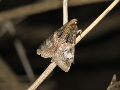 Melipotis famelica
