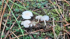 Clitocybe leucodiatreta