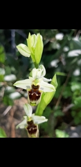 Ophrys bornmuelleri