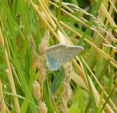 Polyommatus icarus