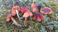 Hygrocybe conicoides