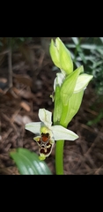 Ophrys bornmuelleri