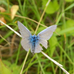 Polyommatus