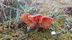 Hygrocybe conicoides
