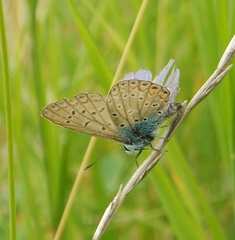 Polyommatus