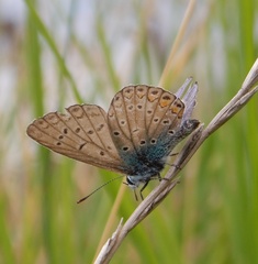 Polyommatus