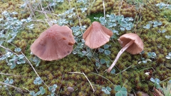 Conocybe dunensis