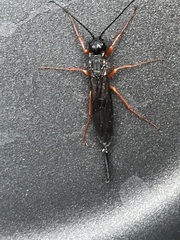 Sirex nitidus