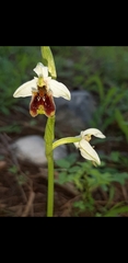 Ophrys bornmuelleri