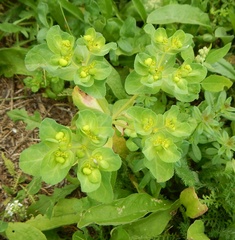Euphorbia helioscopia