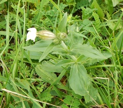 Silene latifolia