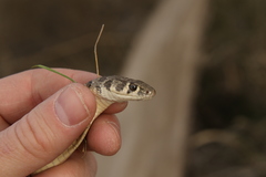 Platyceps rhodorachis