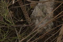 Platyceps rhodorachis