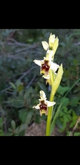 Ophrys bornmuelleri