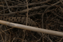 Platyceps rhodorachis