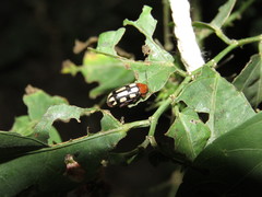 Disonycha scriptipennis