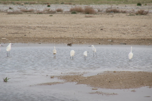 Little Egret