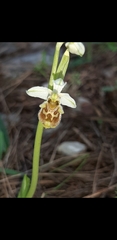 Ophrys bornmuelleri