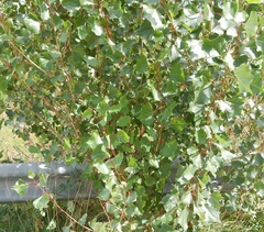 Populus nigra