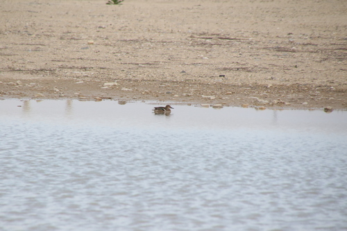 Green-winged Teal