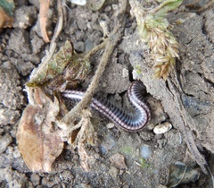 Ommatoiulus sabulosus