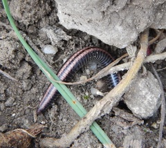 Ommatoiulus sabulosus