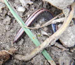 Ommatoiulus sabulosus