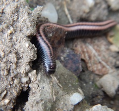 Ommatoiulus sabulosus