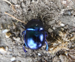 Trypocopris