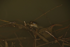 Chrysopaa sternosignata