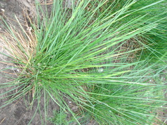 Festuca nigrescens
