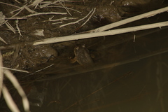 Chrysopaa sternosignata