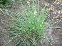 Festuca nigrescens