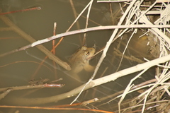 Chrysopaa sternosignata