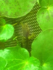 Dactylocnemis pacificus