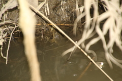 Chrysopaa sternosignata