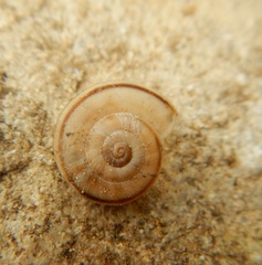 Helicoidea