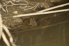 Chrysopaa sternosignata