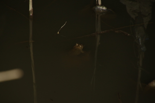 Karez Frog, Chrysopaa sternosignata
