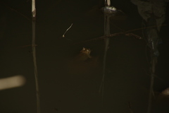 Chrysopaa sternosignata