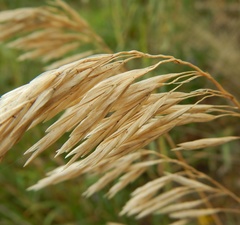 Bromus